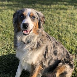Miniature Australian Shepherd puppies from CenCal Mini Aussies