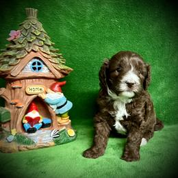 Bernedoodle Puppies from Colorful-K9'S