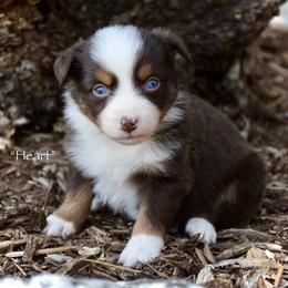 Heart - Red tri female Miniature Australian Shepherd puppy in Evant, Texas from Lazy VT Bar Ranch