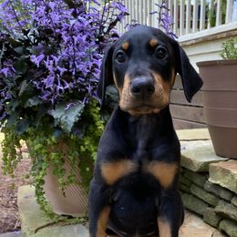 Purple - Black and rust Doberman Pinscher puppy in Mansfield, Georgia from Marbendale’s Doberman
