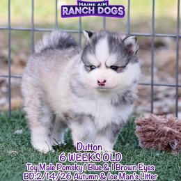 Dutton - Silver and white male Pomsky puppy in Humeston, Iowa from M.A.R. Dogs