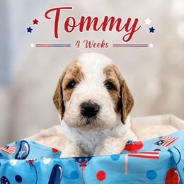 Tommy - Parti male Goldendoodle puppy in Rocky Point, North Carolina from CelticDoods