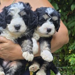 Bernedoodle puppies from Loblolly Moon Farm