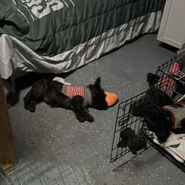 Dash Free Christmas delivery up too 700 miles - Scottish Terrier puppy from Stefany Farm of Happiness