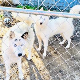 Siberian Husky All Grown Up from Tundra Storm Siberians