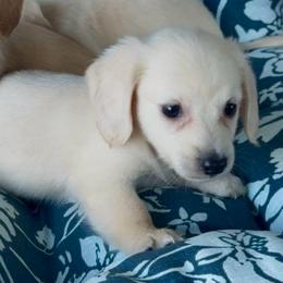 Sadie Grace - Cream female Dachshund puppy in Vero Beach, Florida from Joseph’s Dachshunds