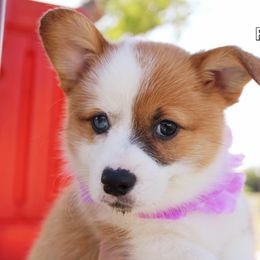 Girl 7 - Pembroke Welsh Corgi puppy in Lavon, Texas from Fox and Spots