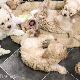 Goldendoodle Puppies from Coal Country Doodles