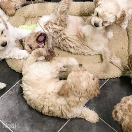 Goldendoodle Puppies from Coal Country Doodles