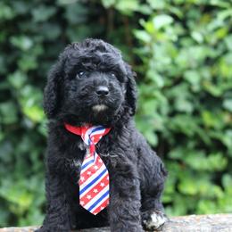 Spankie - Black and white male Aussiedoodle puppy in Lexington, Alabama from Johnson’s Highland Pride Aussiedoodles