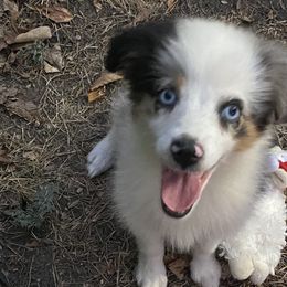 Miniature Australian Shepherds from Black Mamba