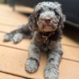 Australian Labradoodle Puppies from Aurora Australian Labradoodles