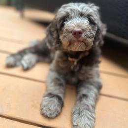 Australian Labradoodle Puppies from Aurora Australian Labradoodles