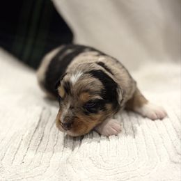 Rory - Blue merle female Australian Shepherd puppy in Uvalda, Georgia from Happy Ours Australian Shepherds