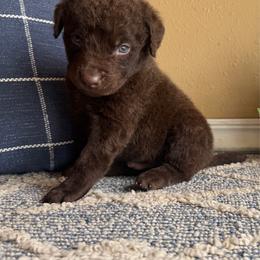 Ruddy - Brown male Chesapeake Bay Retriever puppy in Ulen, Minnesota from North Wind Gundogs