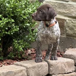 German Shorthaired Pointer Puppies from Tipsy Rabbit GSP TopDog Kennel