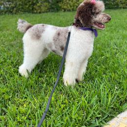 Ivy - Poodle