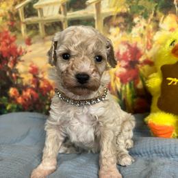 Amanda - Apricot female Poodle puppy in Lawrenceburg, Tennessee from LUV Poodles and Maltipoos