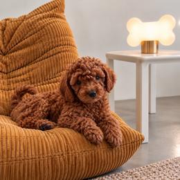 Autumn - Red  female Goldendoodle puppy in Lancaster, California from Kid's Best Doodle