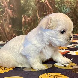 Shih Tzu Puppies from Amanda's Shih Tzu