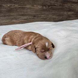 Rose - Apricot female Cavapoo puppy in South Jordan, Utah from Lucky Doodle Pups