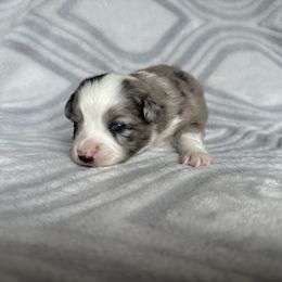 Miniature Australian Shepherd and Toy Australian Shepherd Puppies from Cherry Grove Kennel