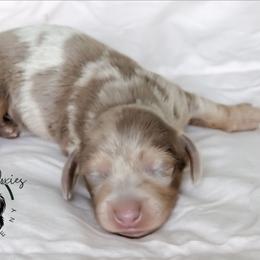 Royalty - Dapple female Dachshund puppy in Fultonville, New York from Sandy Aussies & Pomeranians