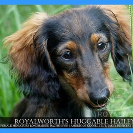 Girl 1 - female Dachshund puppy in Inverness, Florida from Royalworth Kennel