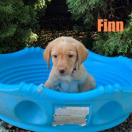 Finn - Yellow male Labrador Retriever puppy in Tigard, Oregon from Morrison Labrador Retreivers
