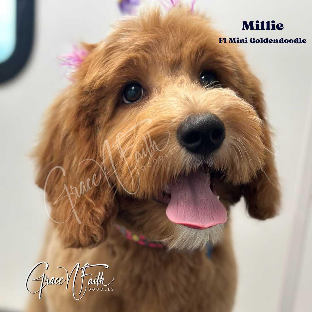Millie
