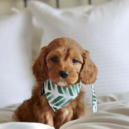 Beau - Red male Cavapoo puppy in Vineyard, Utah from Pitter Patter Puppies