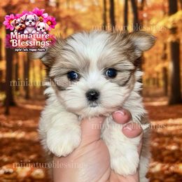 Reece - Biewer Terrier