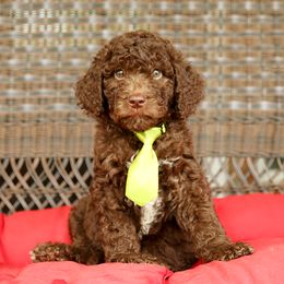 Australian Labradoodle, Bernedoodle, and Goldendoodle Puppies from Golden Fields Doodles