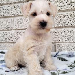 Boy 1 - Wheaten male Miniature Schnauzer puppy in Crestview, Florida from Mert's Creek Miniature Schnauzers