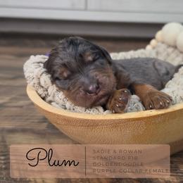 Purple - Merle female Goldendoodle puppy in West Chester, Ohio from Doodles of West Chester