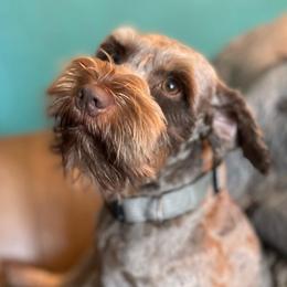 Elliot Monroe - Miniature Schnauzer