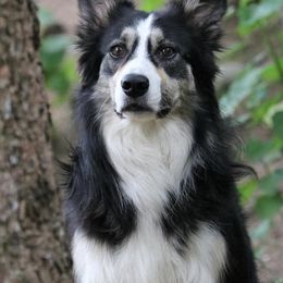 Border Collie All Grown Up from Eastwillow Border Collies