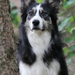 Border Collie All Grown Up from Eastwillow Border Collies