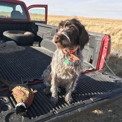 German Wirehaired Pointer All Grown Up from Osborne’s Wirehairs