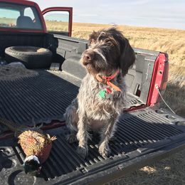 German Wirehaired Pointer All Grown Up from Osborne’s Wirehairs