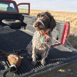 German Wirehaired Pointer All Grown Up from Osborne’s Wirehairs