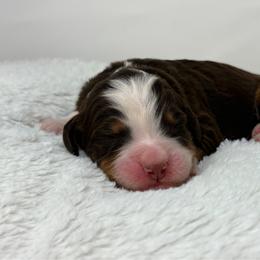 Melody - Brown female Bernedoodle puppy in Fleming, Colorado from Vandenbark Doodles