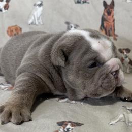 Gus - Lilac tri-color male Bulldog puppy in Cumming, Georgia from Happy Place Kennels