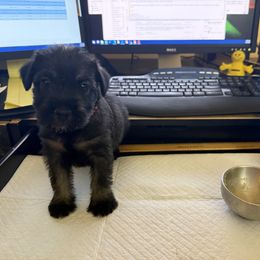 Standard Schnauzer Puppies from Dragos Kennel