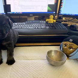 Standard Schnauzer Puppies from Dragos Kennel