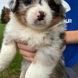Harlow - Blue merle female Australian Shepherd puppy in Holmesville, Ohio from Coffee Run Spring at Miller Farms