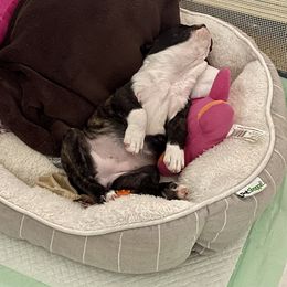 Boston Terrier Puppies from Bonze Boston Terriers