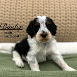 Binder - Black and white male Bernedoodle puppy in Jackson, Mississippi from T.M. Poodles & Doodles