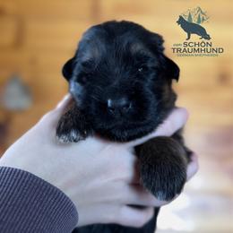 Gwyn - Black and red female German Shepherd puppy in Garland, Maine from Vom Schön Traumhund