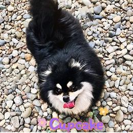 Cupcake - Pomeranian